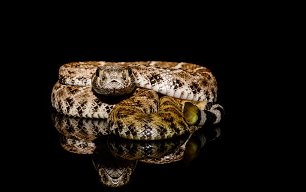 Study explains How Rattlesnakes Catch Rainwater On Their Backs