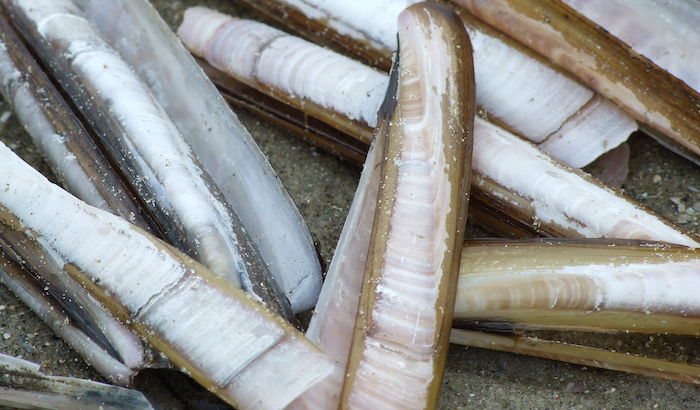 Clamming up (and down and sideways)