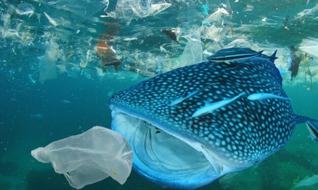 Are micro and nanoplastics accumulating in human organs and tissues?