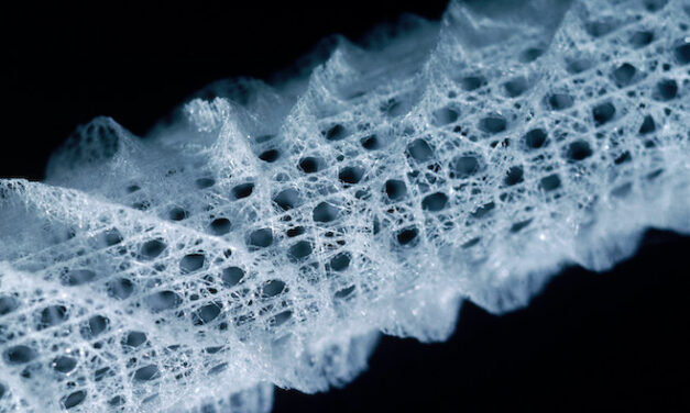 The Curious Strength of a Sea Sponge’s Glass Skeleton
