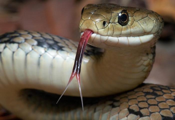 Snakeskin-Inspired Pilings Could Stabilize Buildings