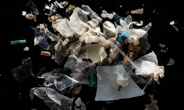 Microplastics are everywhere — but are they harmful?