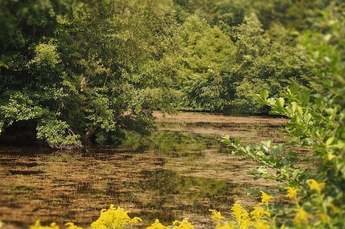 Algae bloom may be behind mysterious California deaths