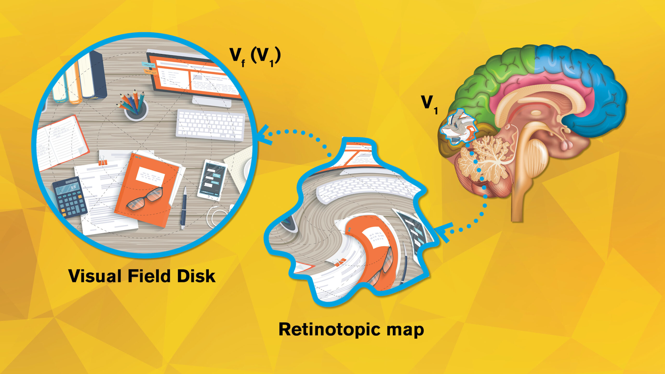 illustrated graphic showing a "map" of an eye 