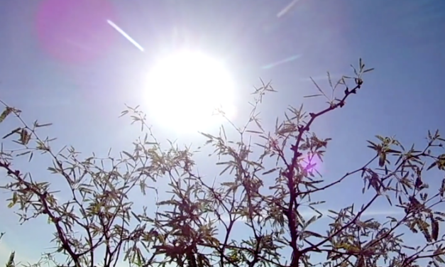 Fighting climate change: Not all trees are created equal