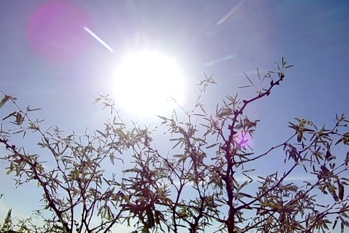 Fighting climate change: Not all trees are created equal