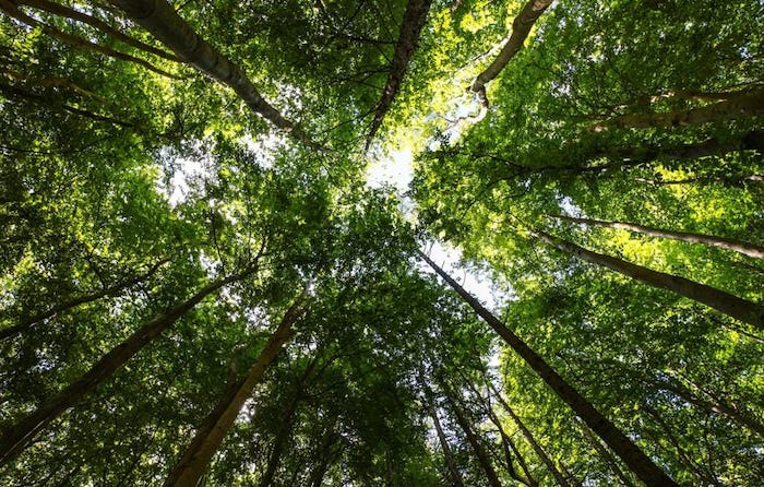 Arizona State And Carbon Collect Bring Innovation To Sustainability