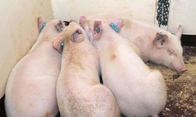 ASU research examines new method for diagnosing African swine fever