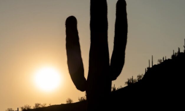 Icy body bags and mobile coolers: Here’s what it takes now to survive outside in America’s hottest city