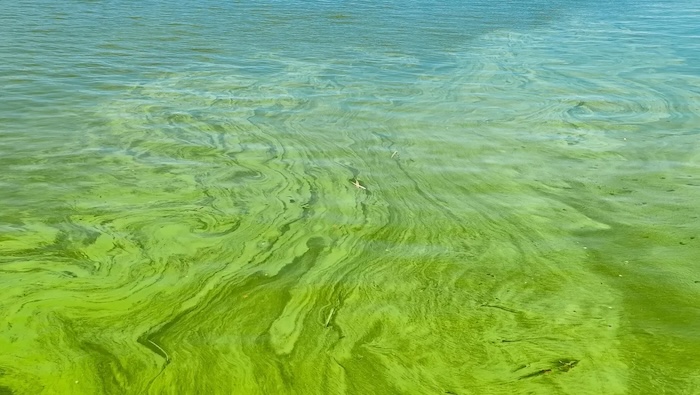 Heading out on the water? Here’s what to do if you see suspicious algae in Arizona lakes