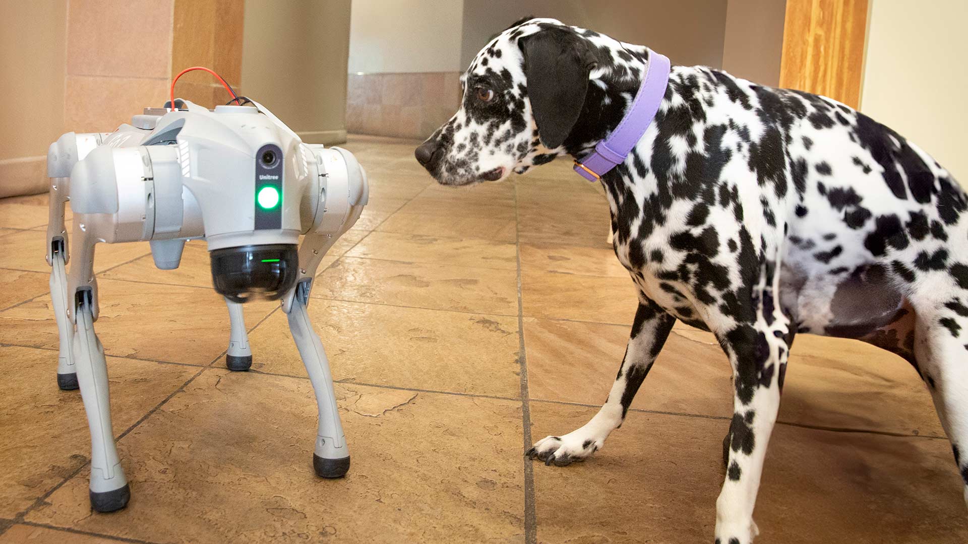 Quinn the Dalmatian and the Unitree Go2robotic dog